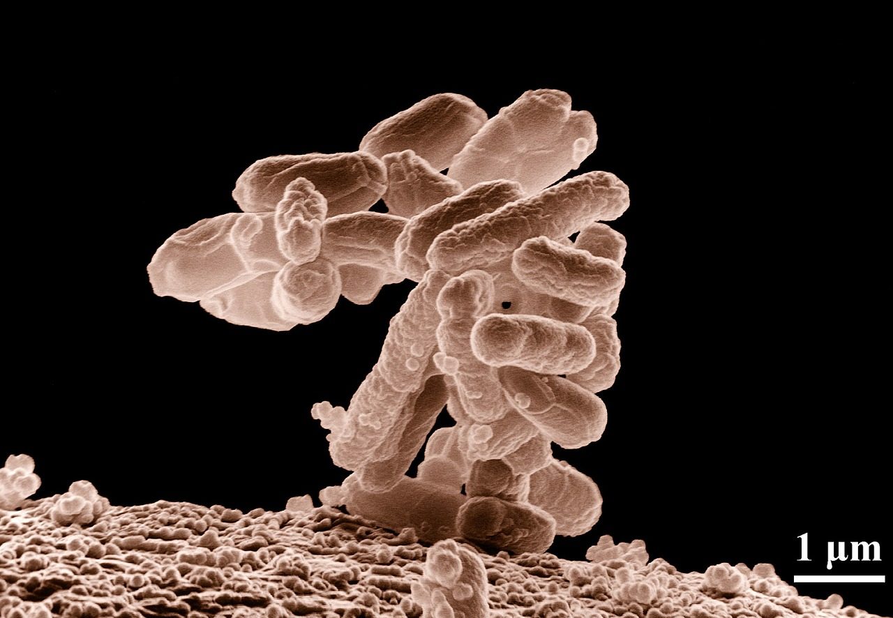 bactéries dans le corps